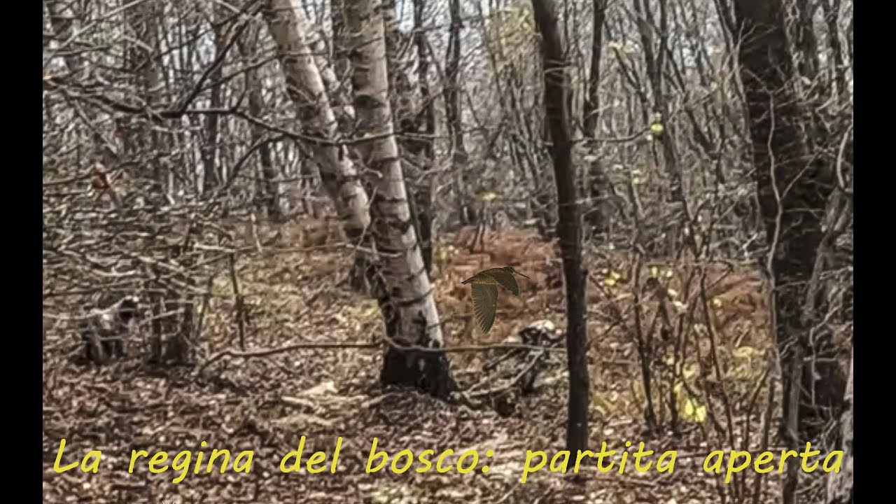 La regina del bosco, partita aperta. 4K