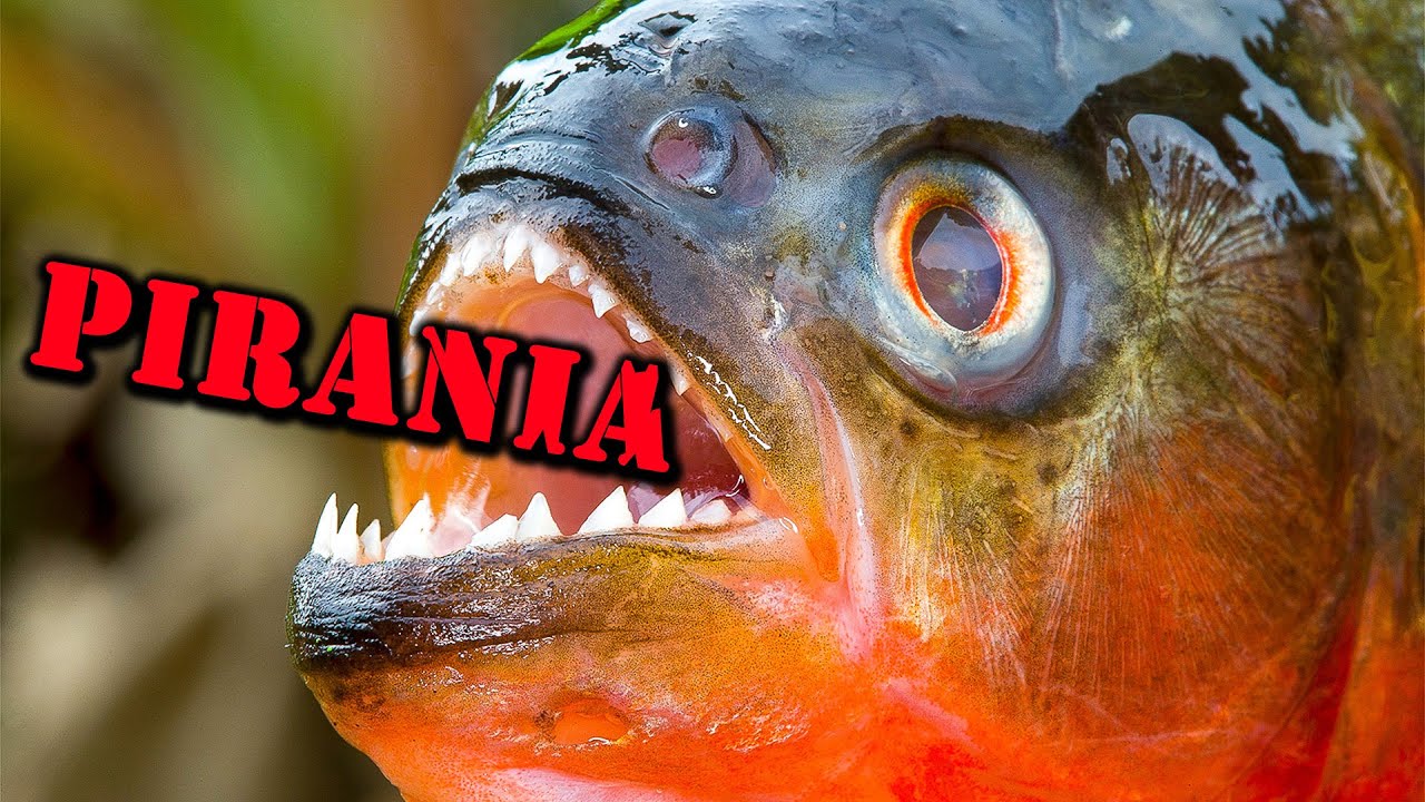 PIRANIA 🐟 UPIÓR z Amazonii w Akwarium