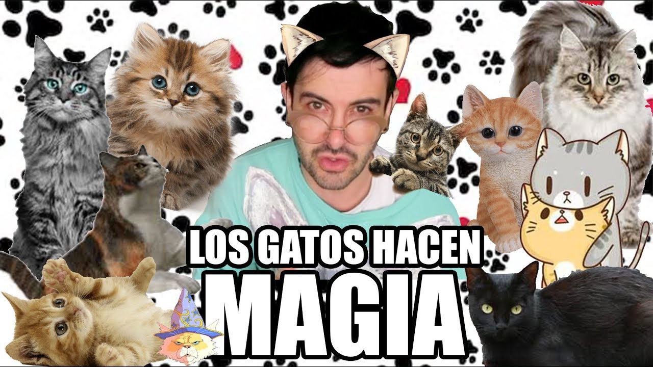 TODOS LOS GATOS HACEN MAGIA | Juanjo Herrera