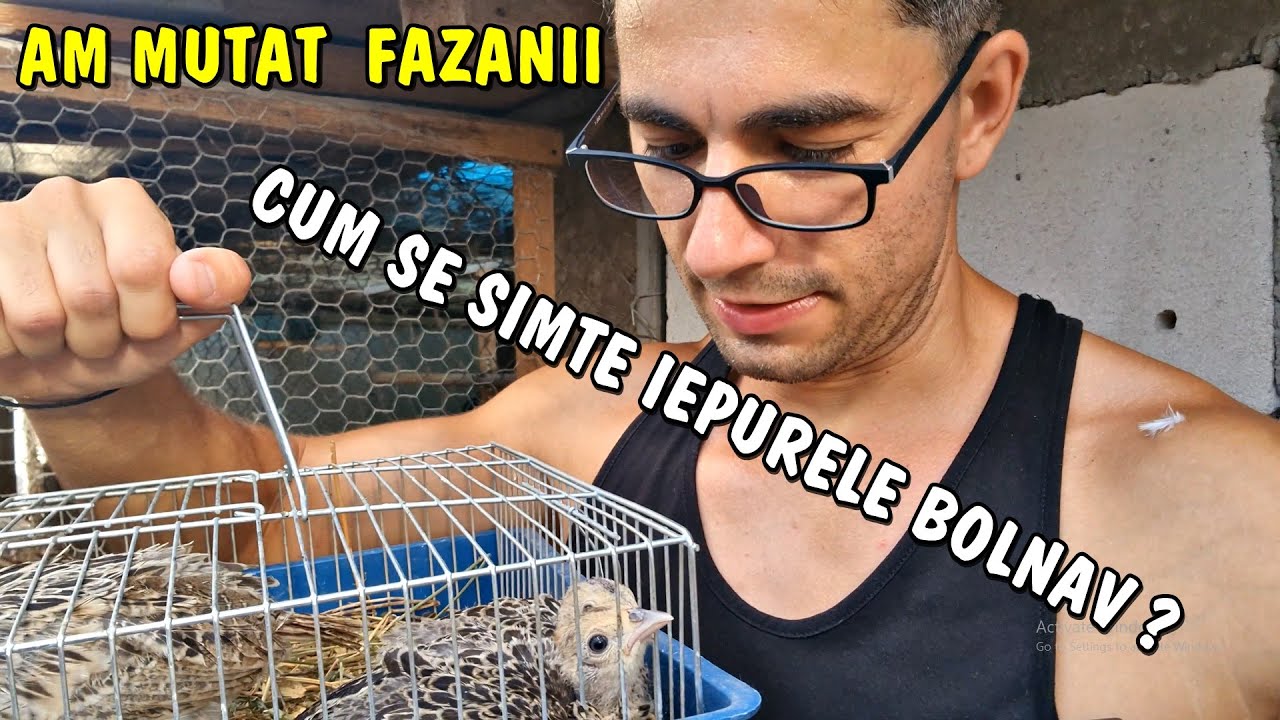 Viața la țară - Am fost la veterinar cu iepurașul dar este grav.. Am mutat fazanii la pui