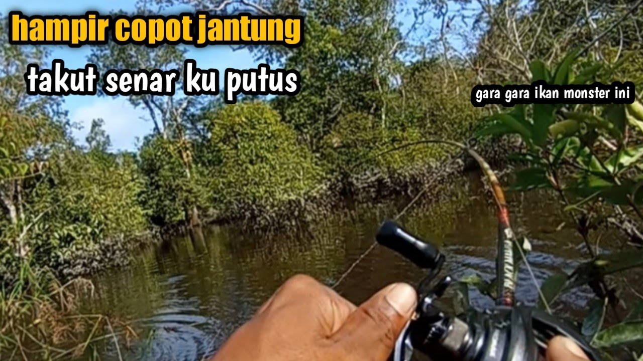 casting toman sungai kalimantan‼️abu garcia promax 4L vs toman babon