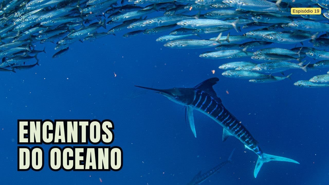 ENCANTOS do OCEANO – MERGULHANDO entre CRIATURAS Marinhas