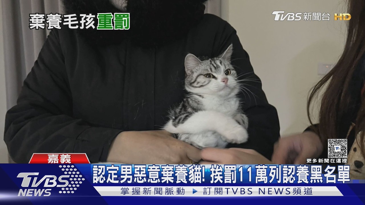 欠租失聯！惡意棄養「美短毛貓」  飼主將受罰11萬元｜TVBS新聞 @TVBSNEWS02