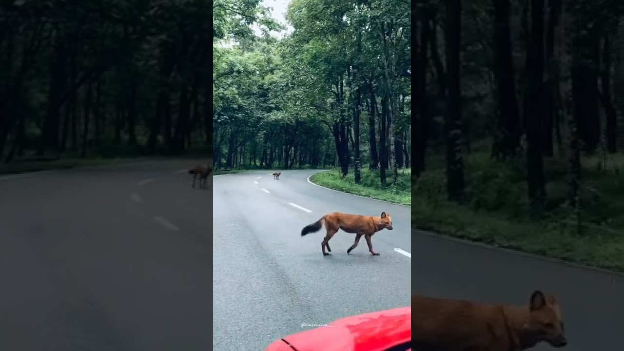 Wild Fox in Kerala Forest 😻🌍