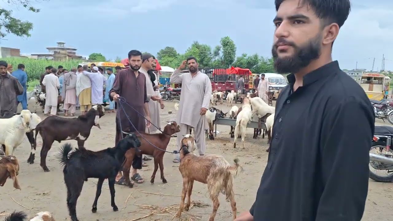 Bakra mandi dina jhelum