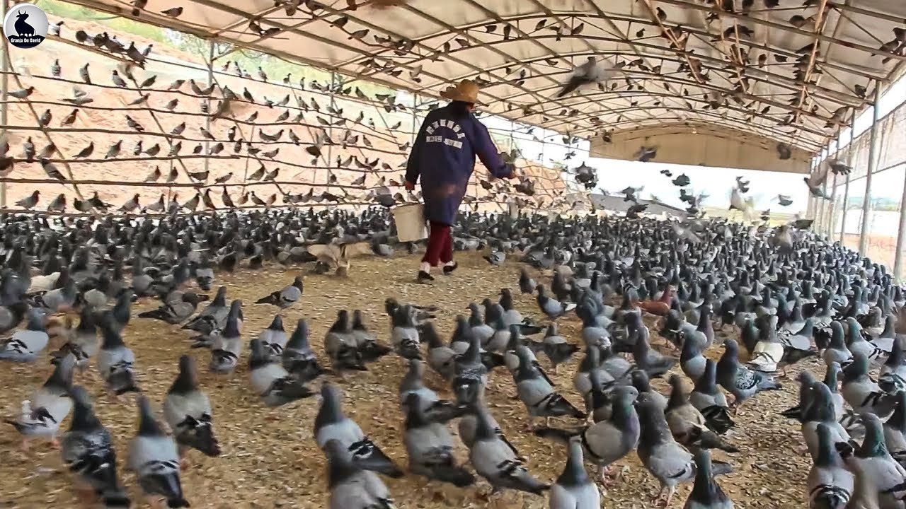 Millones de palomas criando carne en China - Procesamiento carne paloma en f&aacute;brica | Granja De David