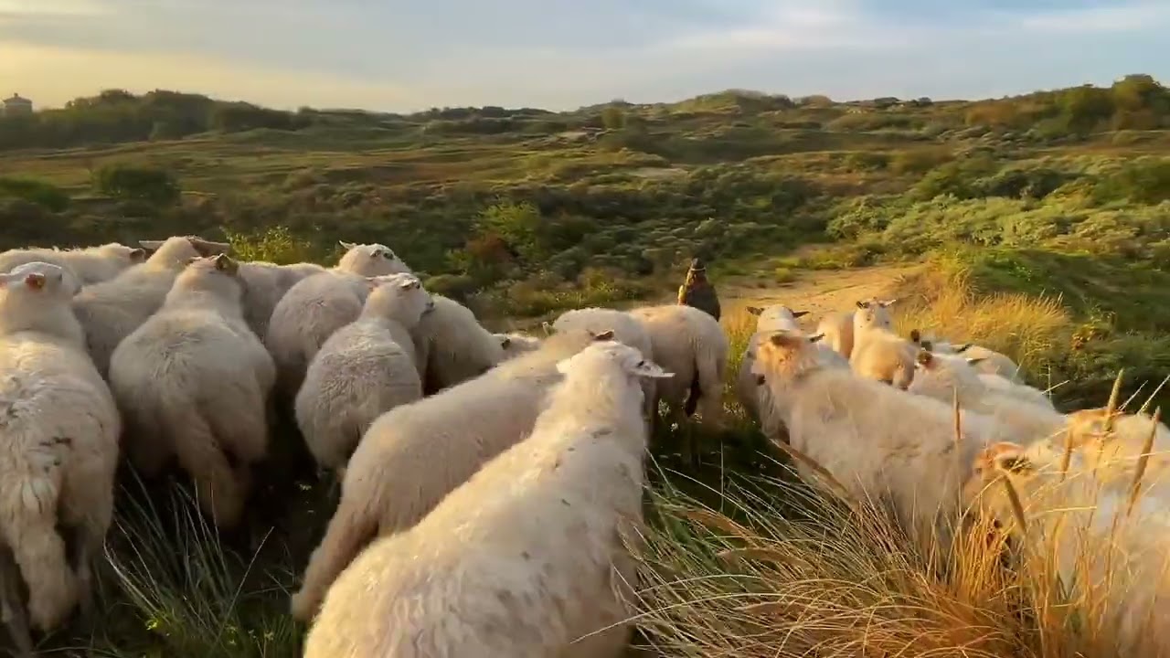 The Wexford Carol (Irish Trad. arr. Andrew Wainwright) Berlin Strings & Solo Strings & Tina Guo