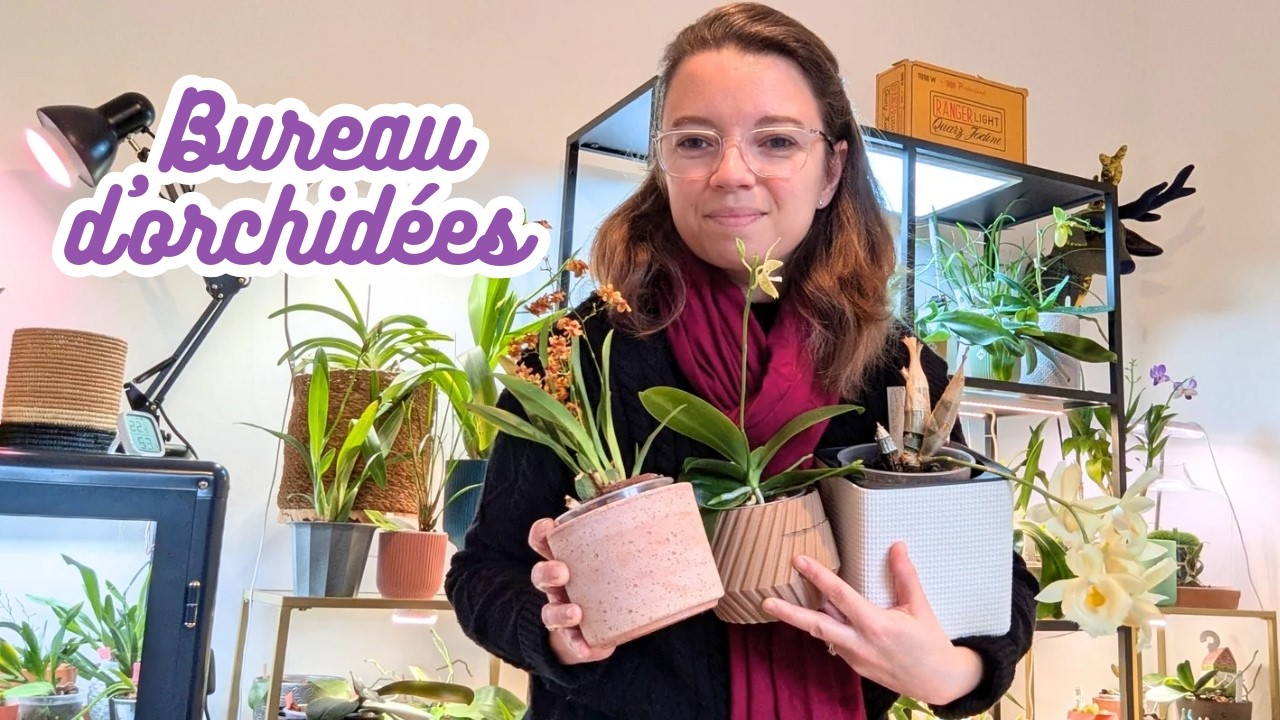 Collection d'orchidées en fleurs, une nouvelle orchidée bijou surprenante et une déception !