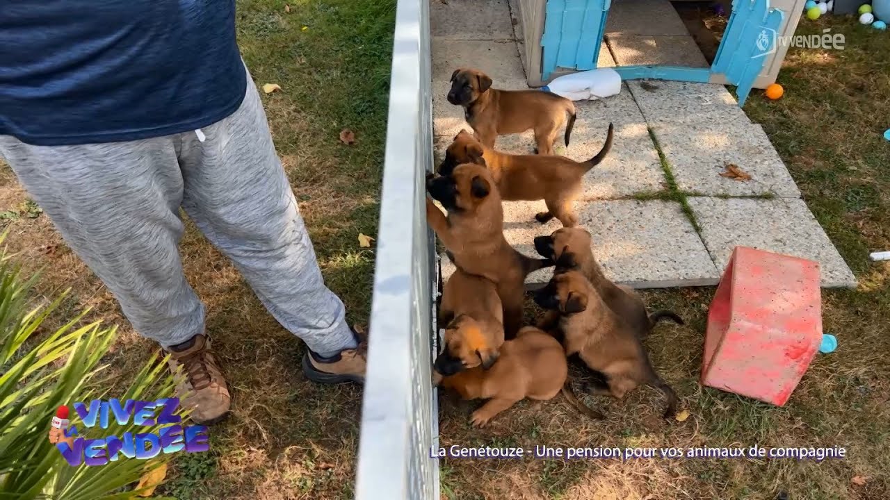 Vivez la Vendée : Une pension pour vos animaux de compagnie