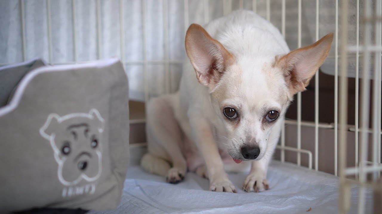 ビビりな保護犬の2日目。初めての場所は怖いよね・・・