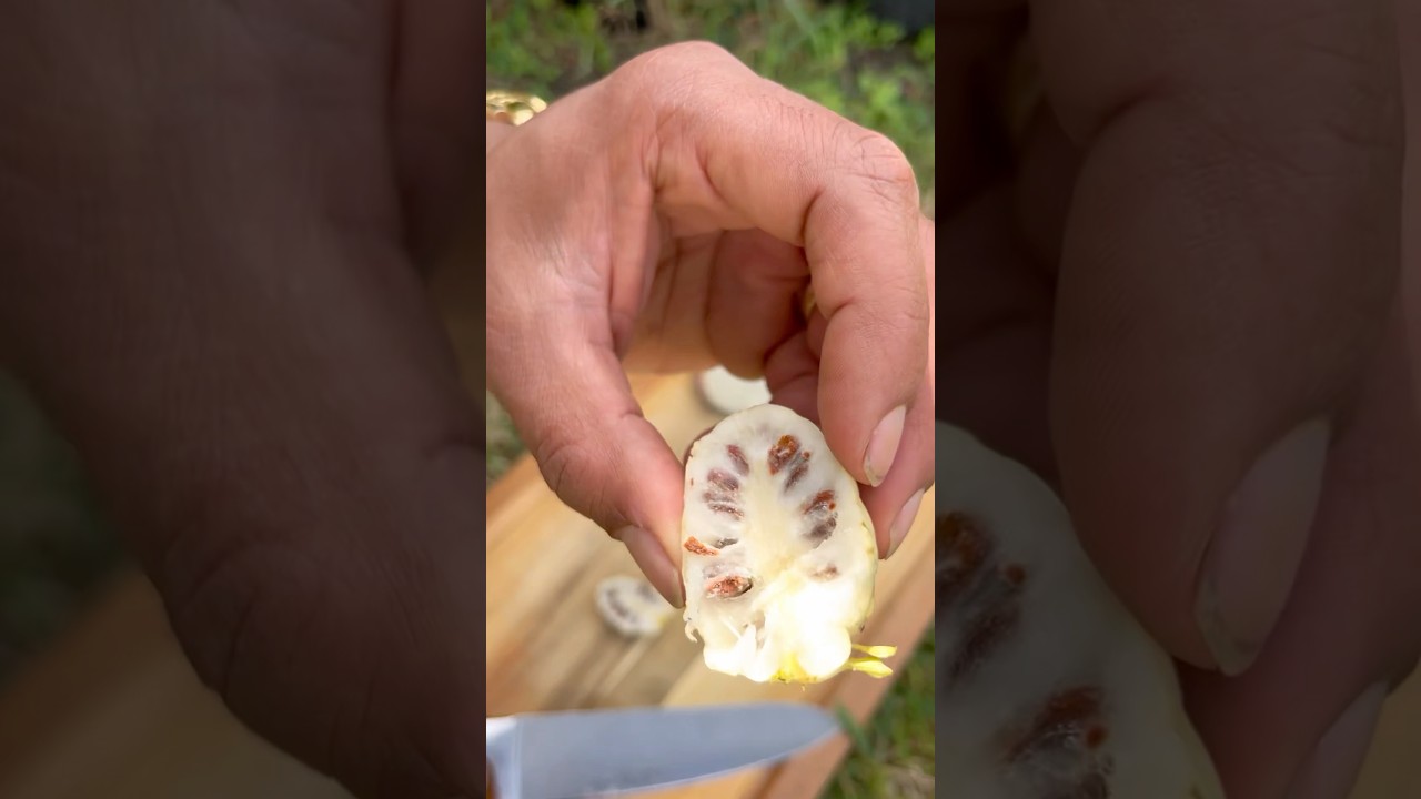 Do you know about Noni fruit&hellip;