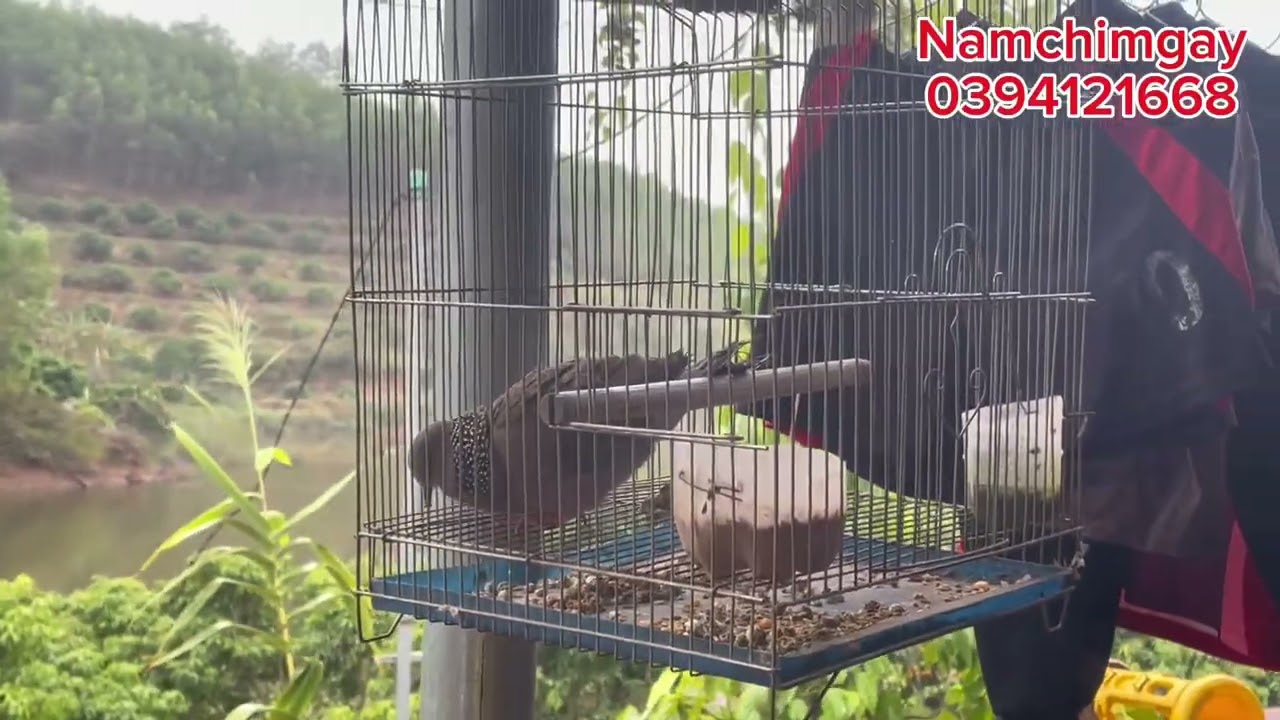 Giao lưu chim cu gáy 9/02/2026