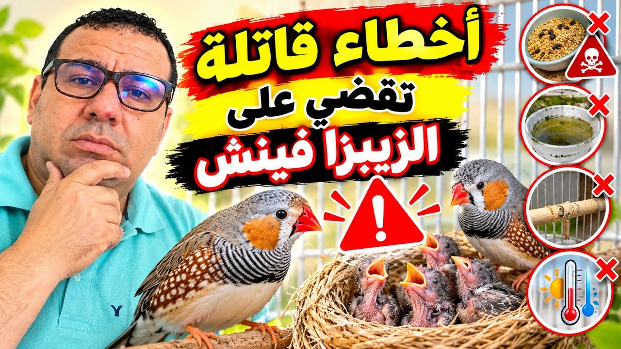 أسباب موت فراخ الزيبرا فينش: أخطاء قاتلة يقع فيها أغلب المربين!(@4-G040 )