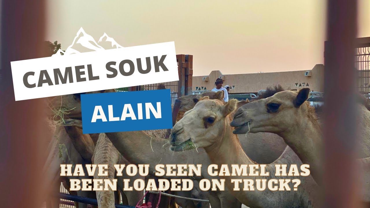 CAMEL SOUK ALAIN | سوق الجمل العين |CAMEL MARKET | AL AIN |ABU DHABI | UAE | shameel rhmn