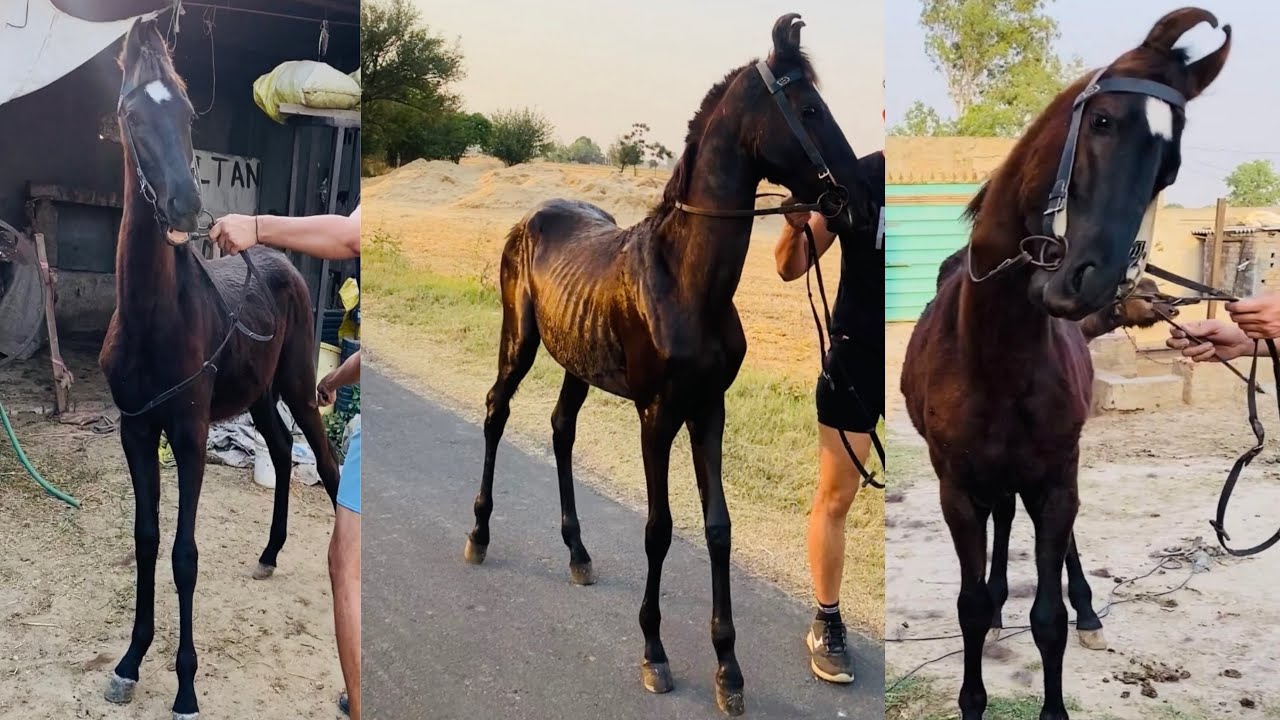 Marwari horse | horse video | black horse | horse sound