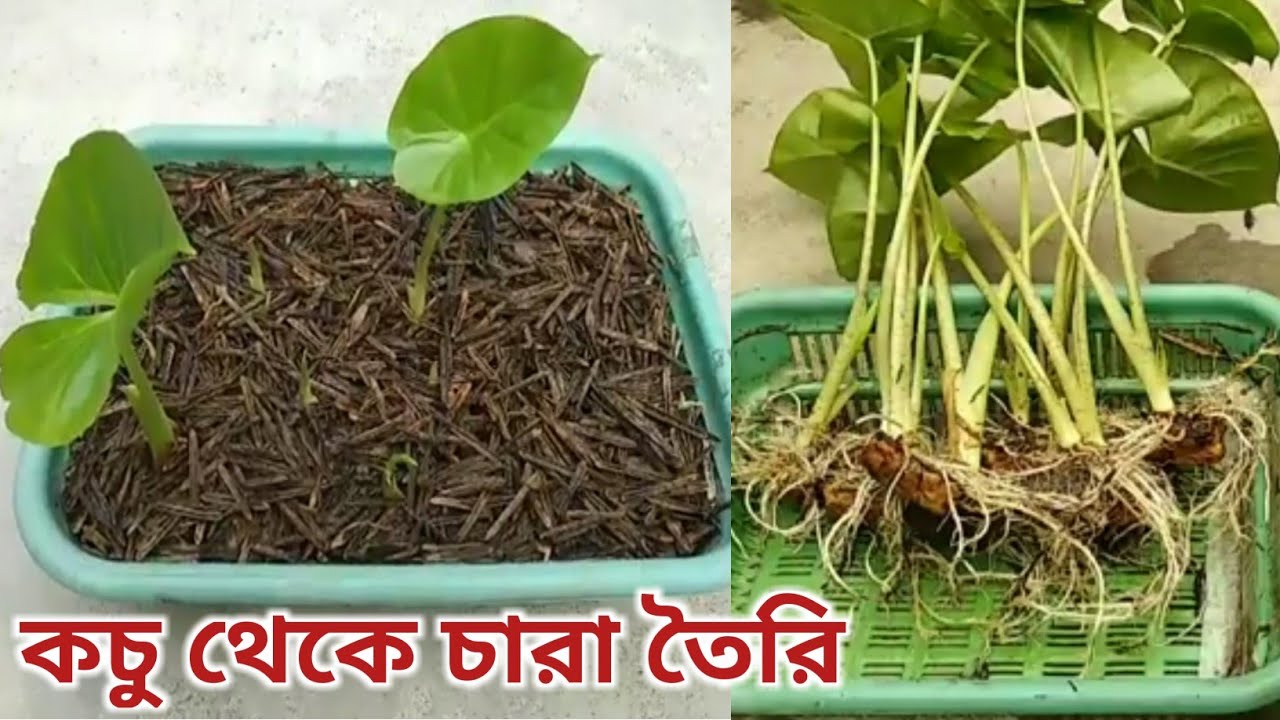 মান কচু। মান কচুর চারা তৈরি। একটা কচু থেকে অনেক চারা তৈরি করার পদ্ধতি। Giant Taro। Giant Taro plant।