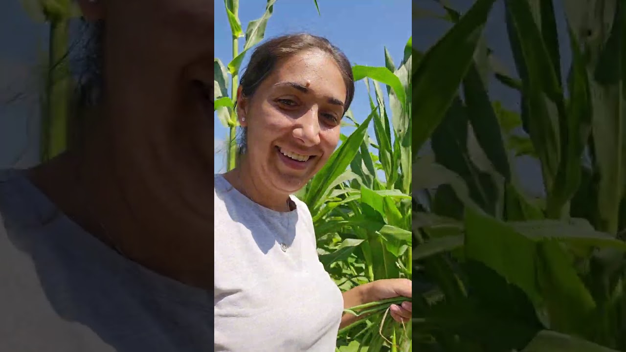 Zilele de vară sunt cu muncă la dublu. Asa e și la voi? ~Frânturi din viața noastră la țară~