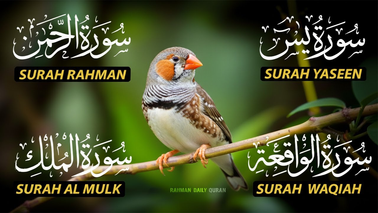Magical Recitation Surah Yaseen (Yasin) | Surah Rahman | Surah Waqiah | Surah Mulk