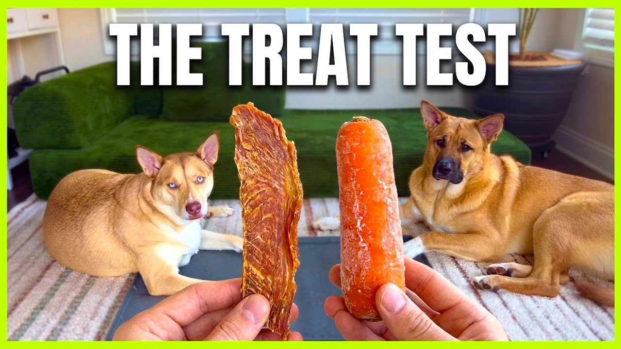 Leaving Dogs Alone With Dog Treats |Funny Moments with Shepherd Husky Pals