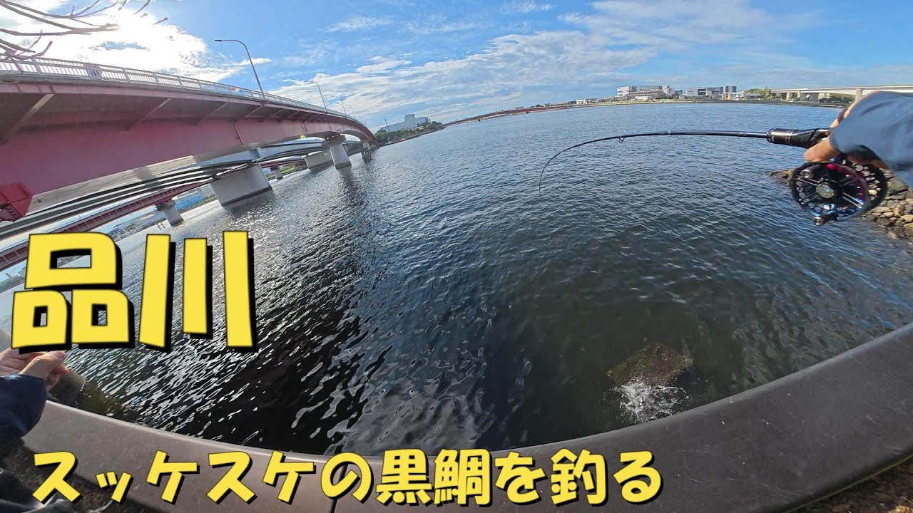 [ヘチ釣り]　スッケスケの品川の川で黒鯛を釣る！！　　#東海ふ頭公園