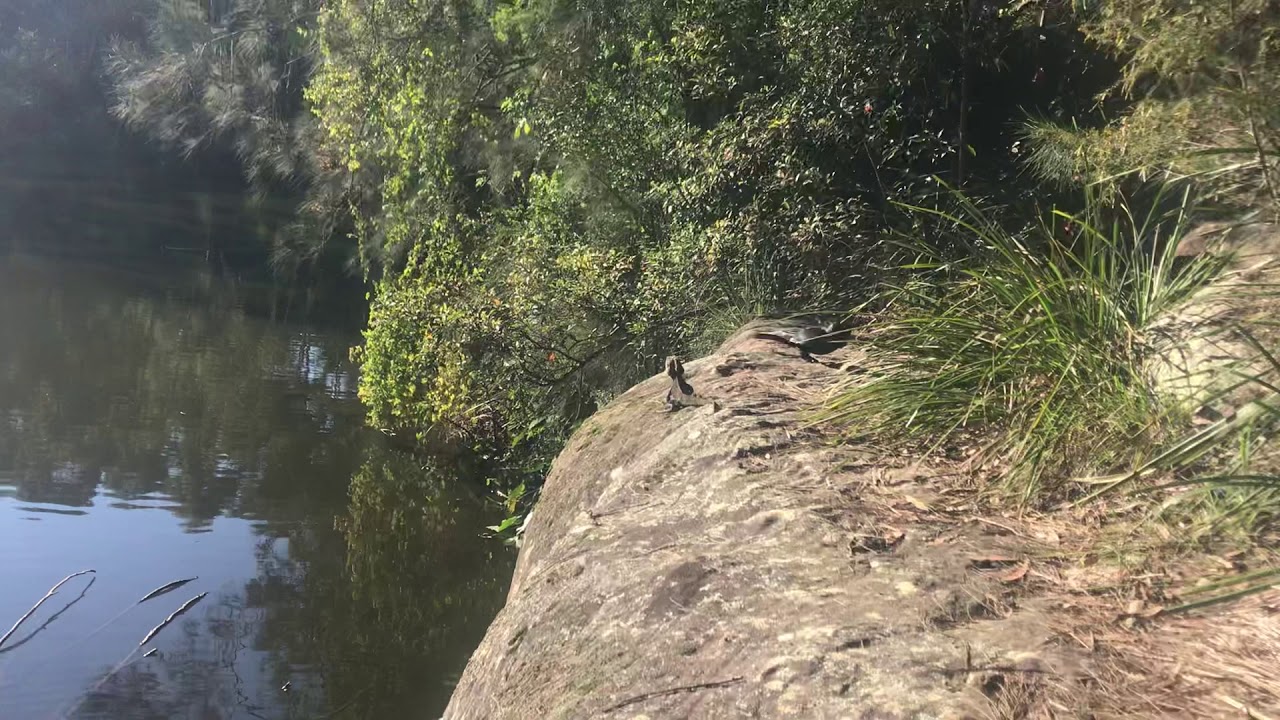 Must see Crazy fight - Bird vs Lizard