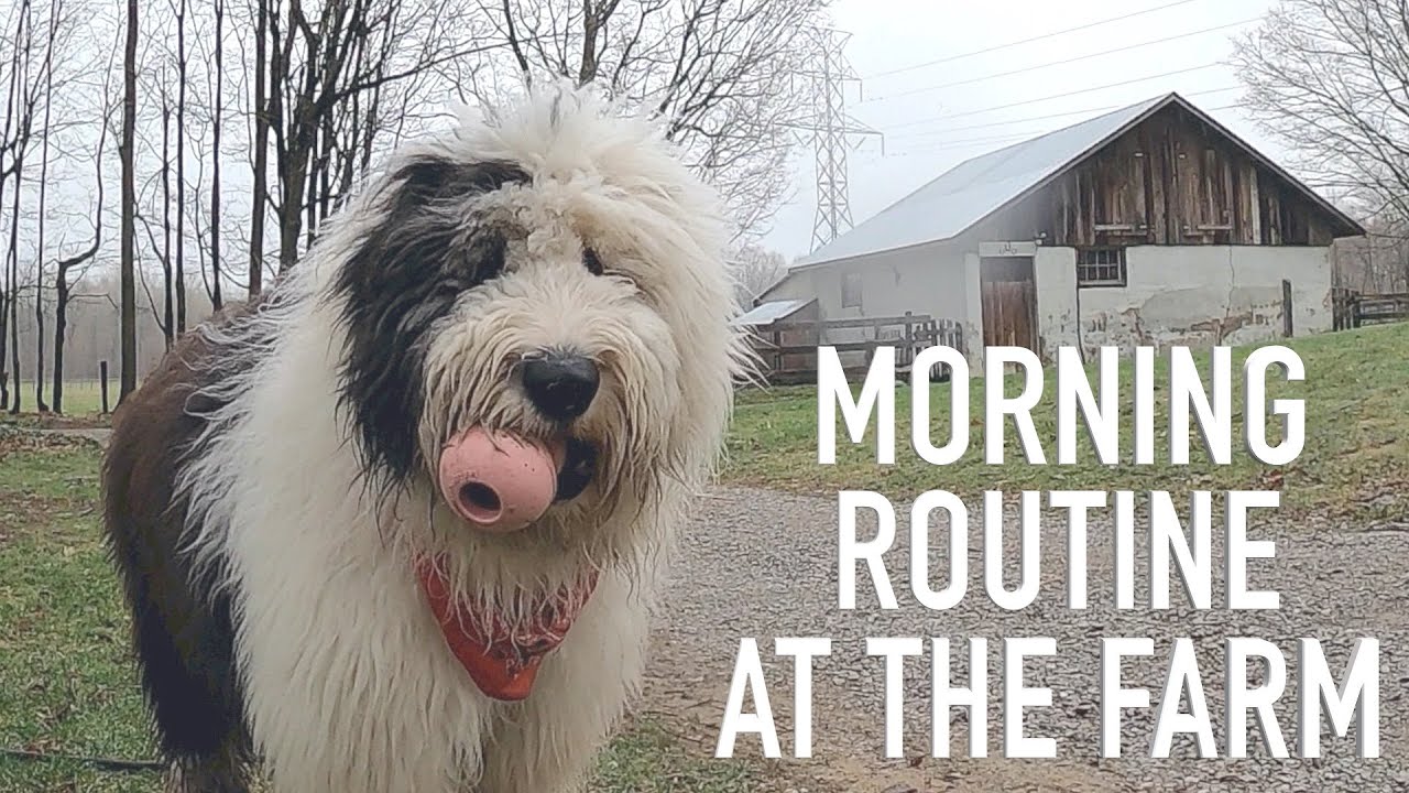 Old English Sheepdog's Morning Routine at the Farm