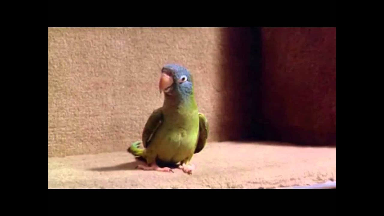 Paulie