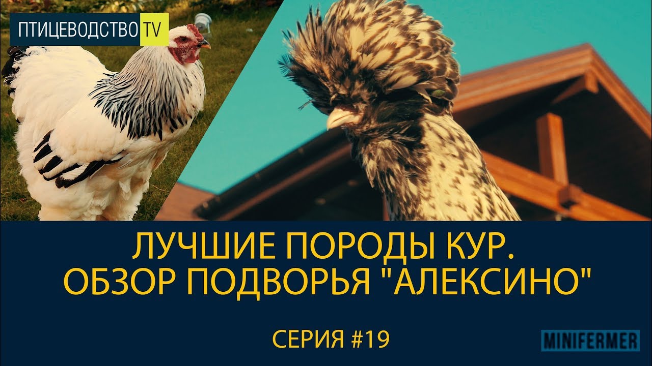Лучшие породы кур. Обзор подворья 