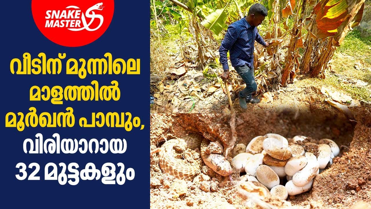മൂർഖൻ പാമ്പും,വിരിയാറായ 32 മുട്ടകളും,ഭയന്ന് വീട്ടുകാർ | Snakemaster EP 756