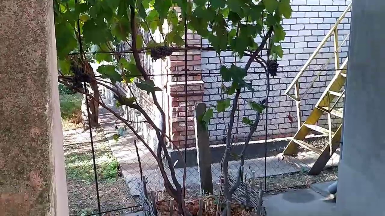 Виноградная беседка