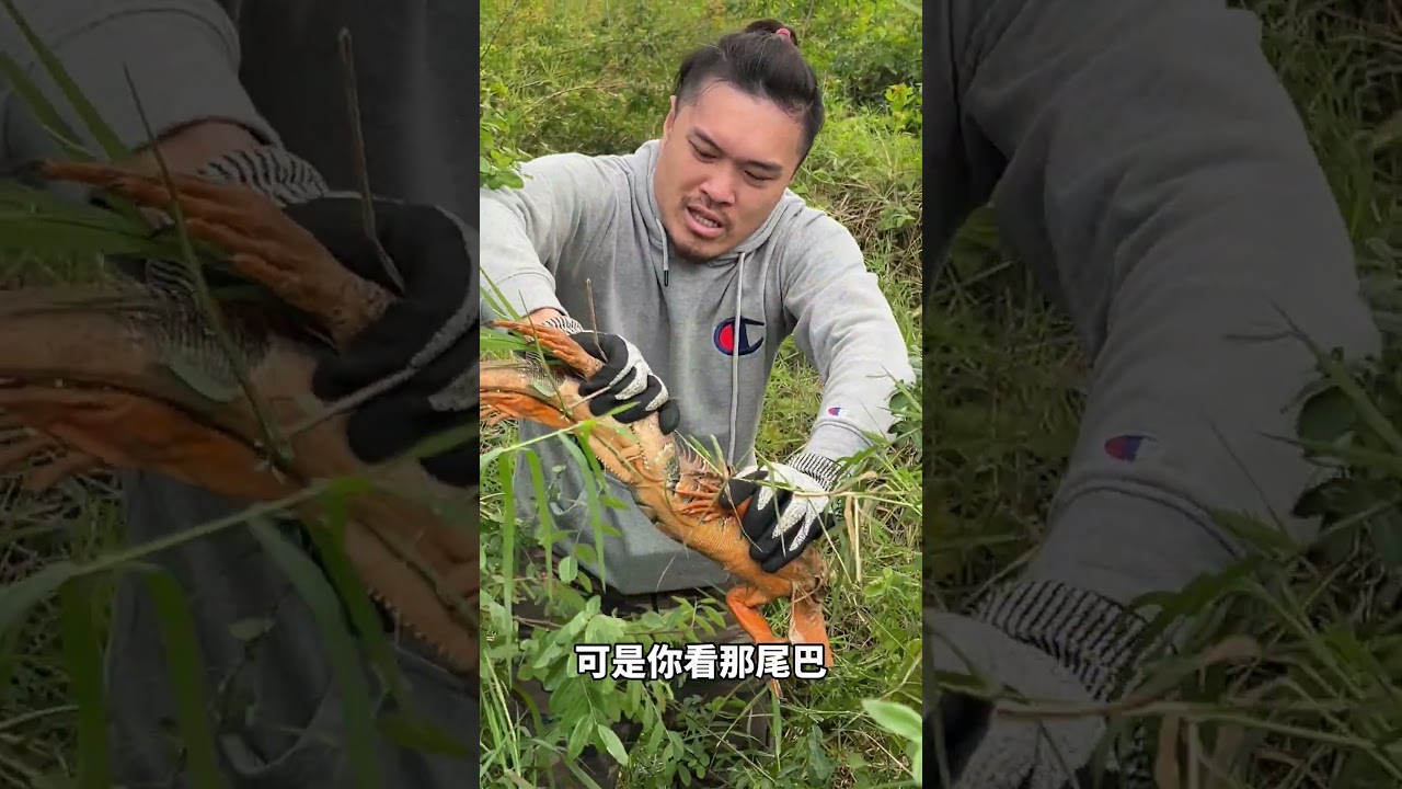 發情的綠鬣蜥，捕獲完成 ! 而且還年輕就轉橘了呢 | iguana | Taiwan 