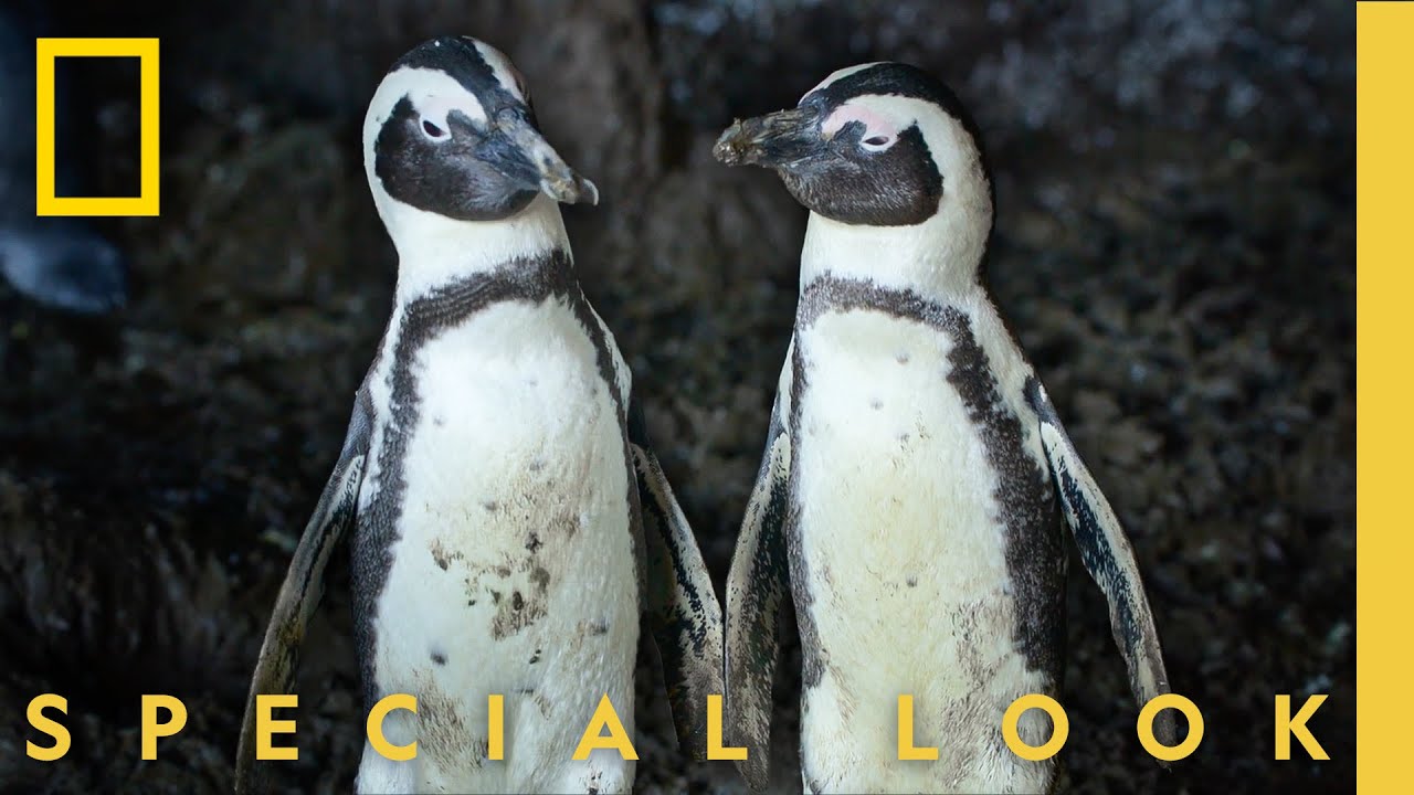Unseen Penguin Cave Footage | Secrets of the Penguins | National Geographic
