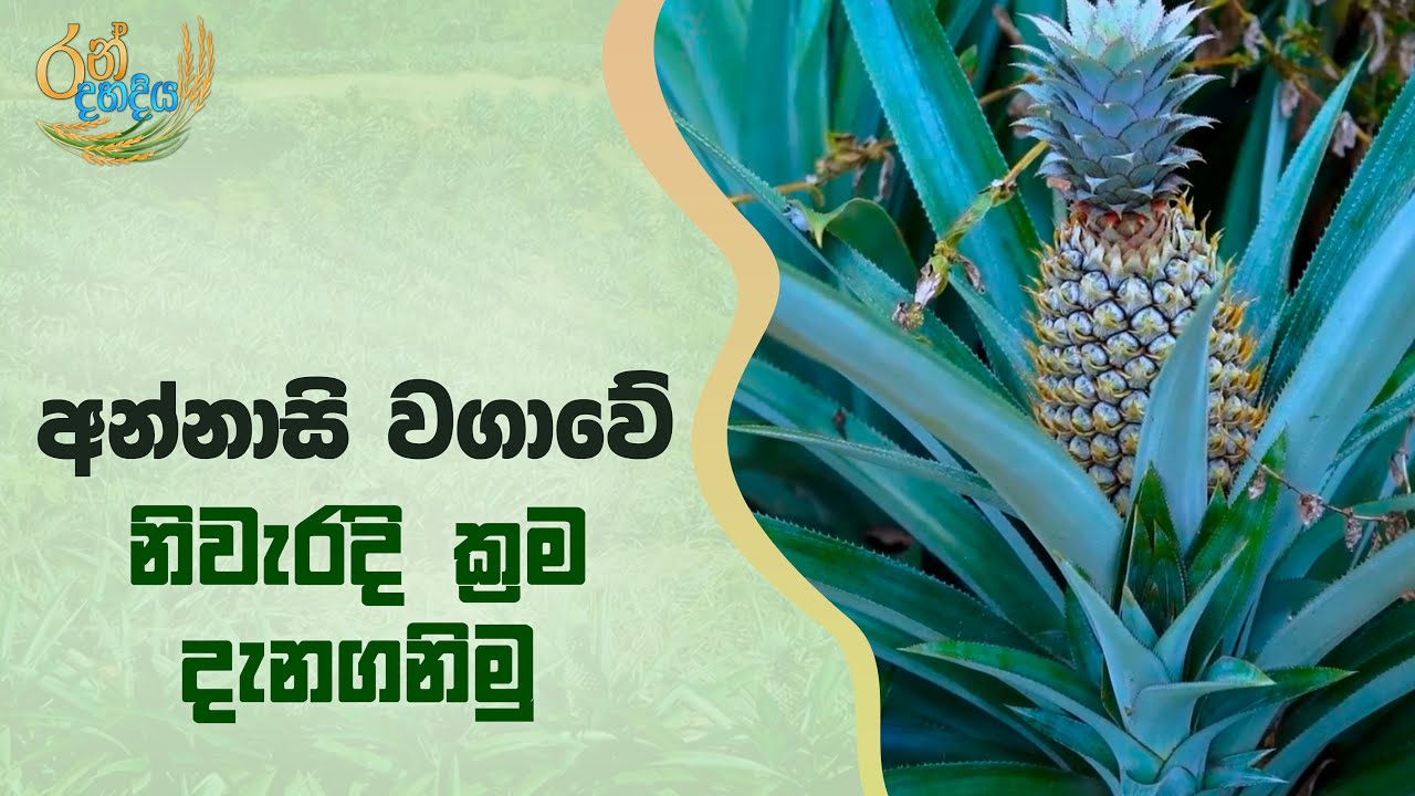 අන්නාසි වගාවේ නිවැරදි ක්‍රම දැනගනිමු I Ran Dahadiya I EP. 06
