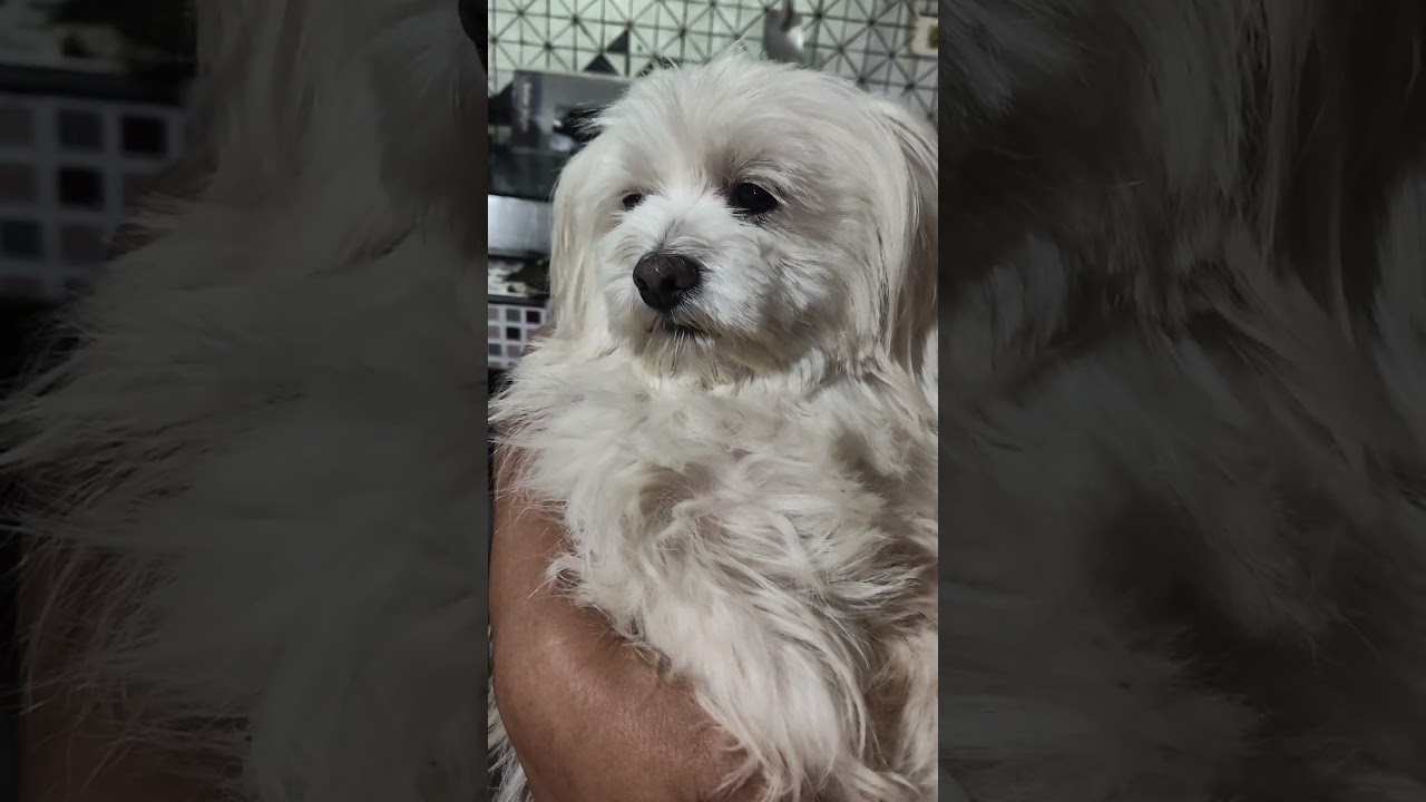 Мои милые мармеладки #эмзлей #новоевидео #dogloversdog