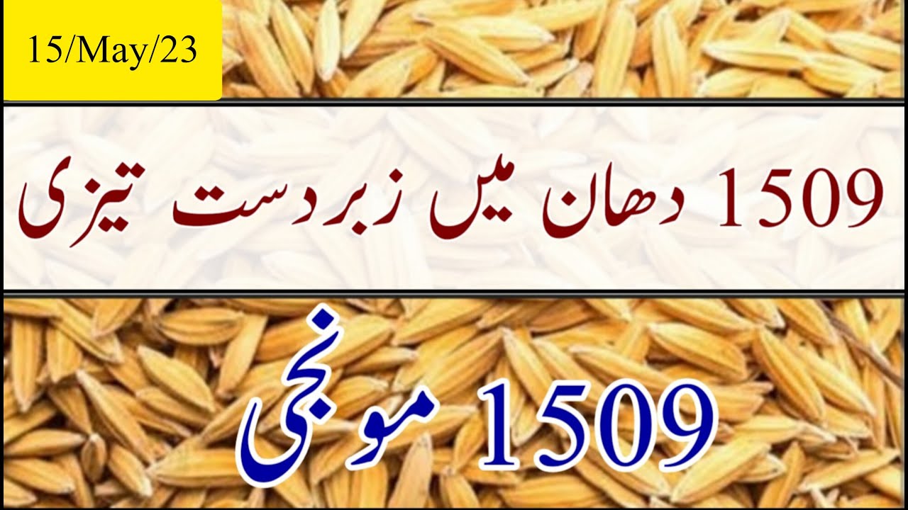 1509 DHAN ka rate today &bull; Munji price today &bull; 1509 munji ka rate &bull; دھان کے تازہ ریٹ &bull; #1509#dhan1509