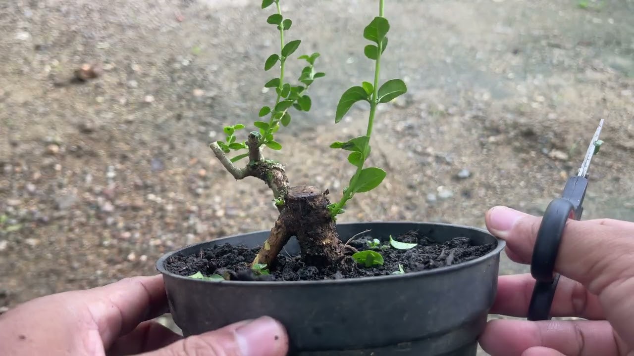 EDISI BONSAI SANCANG MAME DALAAM PROSES