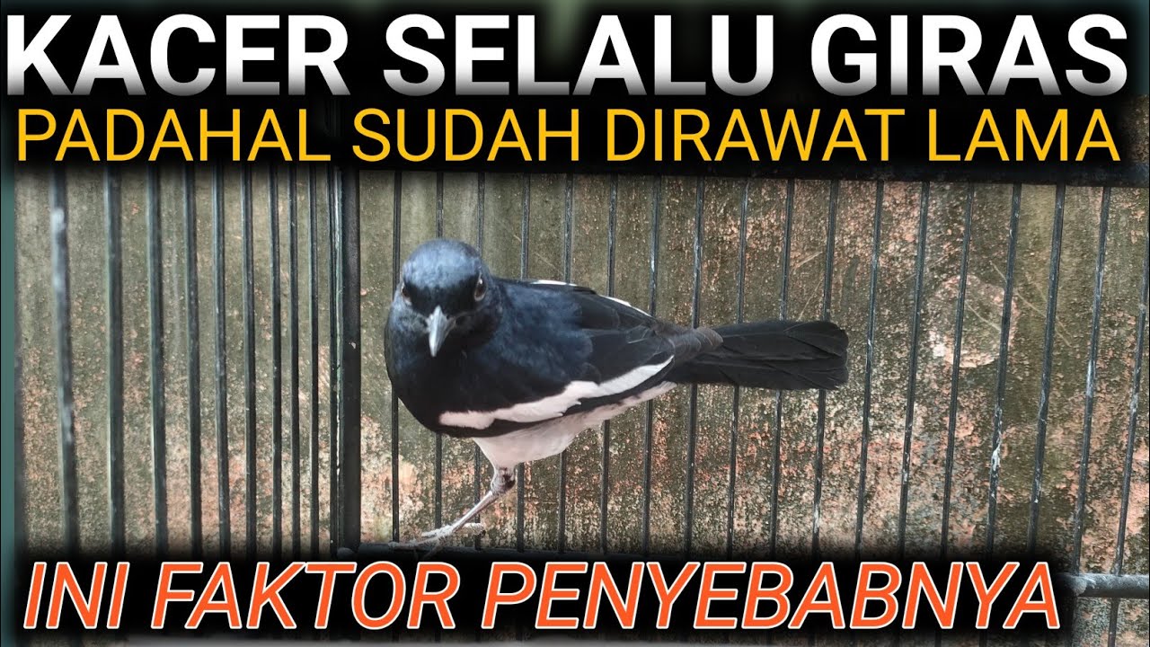 FAKTOR PENYEBAB BURUNG KACER SELALU GIRAS PADAHAL SUDAH DIRAWAT LAMA | DR KACER