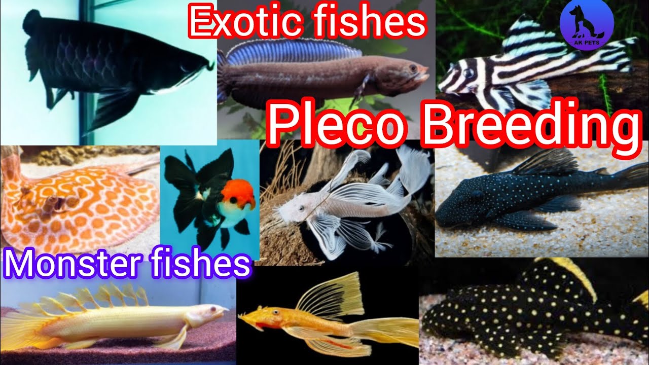 Exotic fishes sales/Exotic pleco fishes breeding /powfin aquarium kerala தமிழில் /#pleco #plecofish 