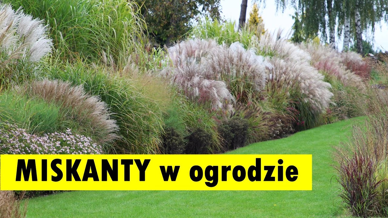 Miskanty w ogrodzie - ciekawe aranżacje