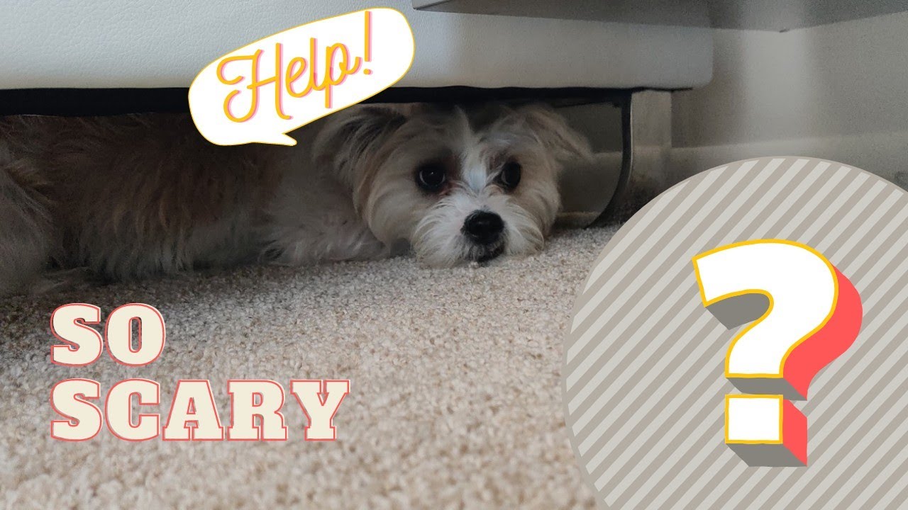 😱 YOU WON'T BELIEVE WHAT THIS PUPPY IS AFRAID OF! | 🐶 Morkie Puppy Faces His Greatest Fear