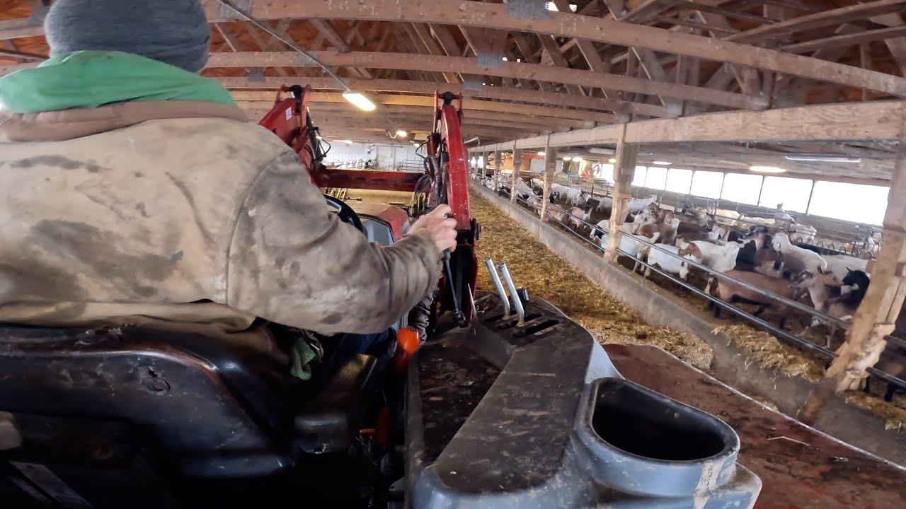 Preparing the goat farm for a inspection and for new kids!