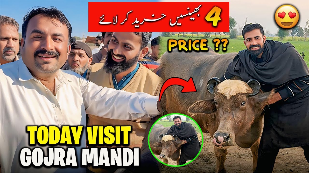 Today Visit Gojra Buffalo Mandi 🐃 Mandi K Halaat 🤔 | الحمدللہ چار بھینسیں خرید کر لائے