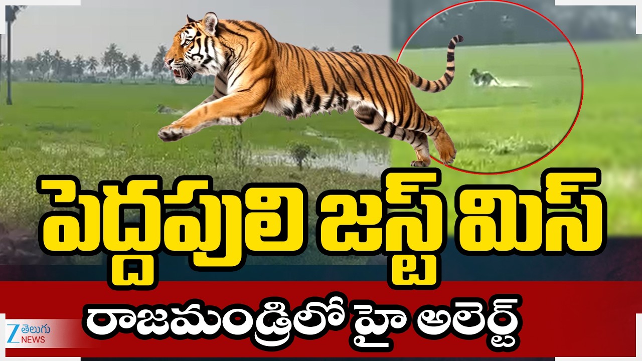 East Godavari Tiger Updates | Rajahmundry | పెద్దపులి జస్ట్ మిస్ రాజమండ్రిలో హై అలెర్ట్ | ZEE Telugu