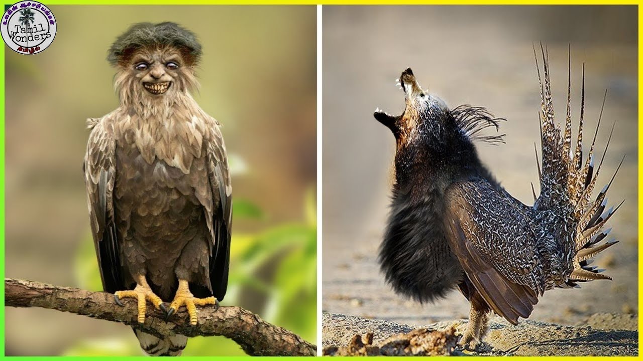 மிரள வைக்கும் நம்ப முடியாத கோழி இனங்கள் | Unique chicken breeds | Tamil Wonders