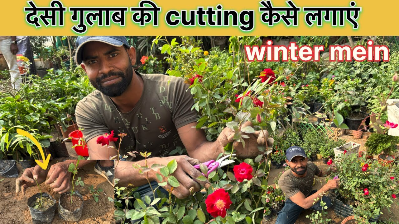 desi Gulab plant ki cutting Lagani Hai To yah Kuchh Aasan tarike Kyon Nahin use karte