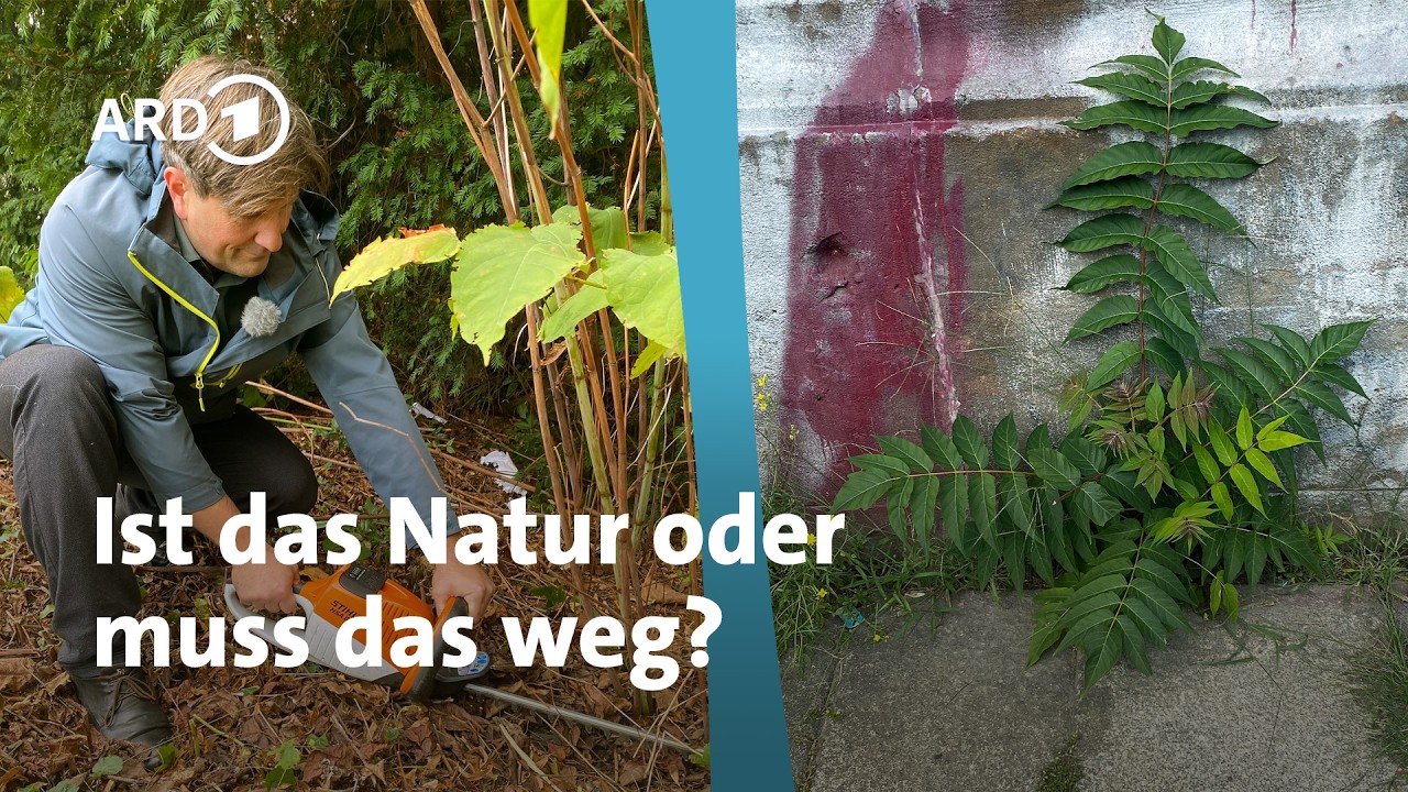 Neophyten - gefährlich oder nicht? | MDR Garten