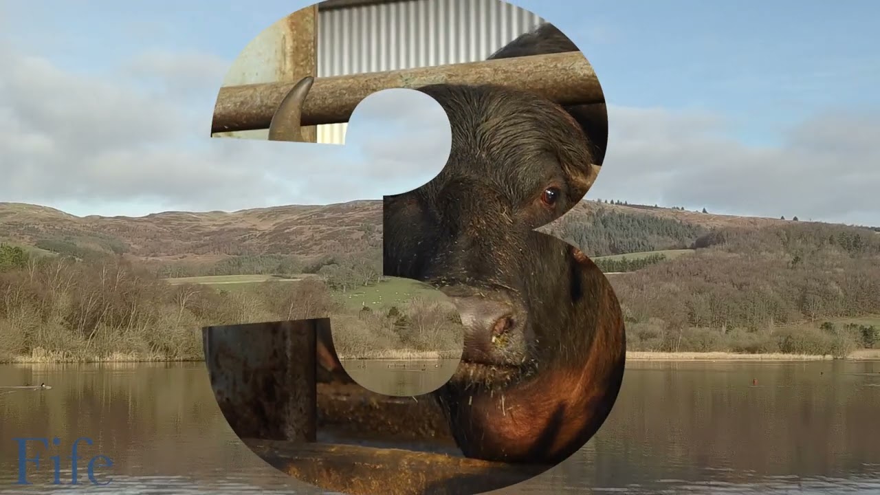 Welcome to our home - The Buffalo Farm