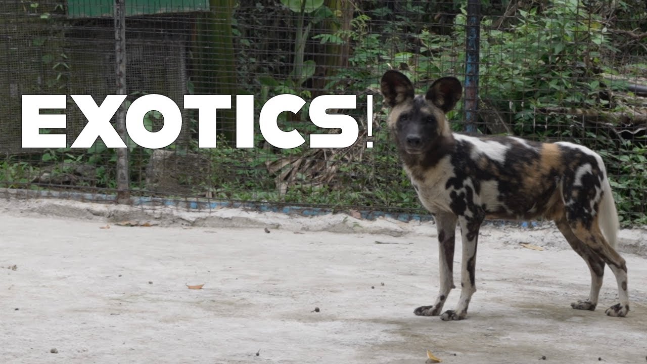 EXOTICS | LYGER ANIMAL SANCTUARY