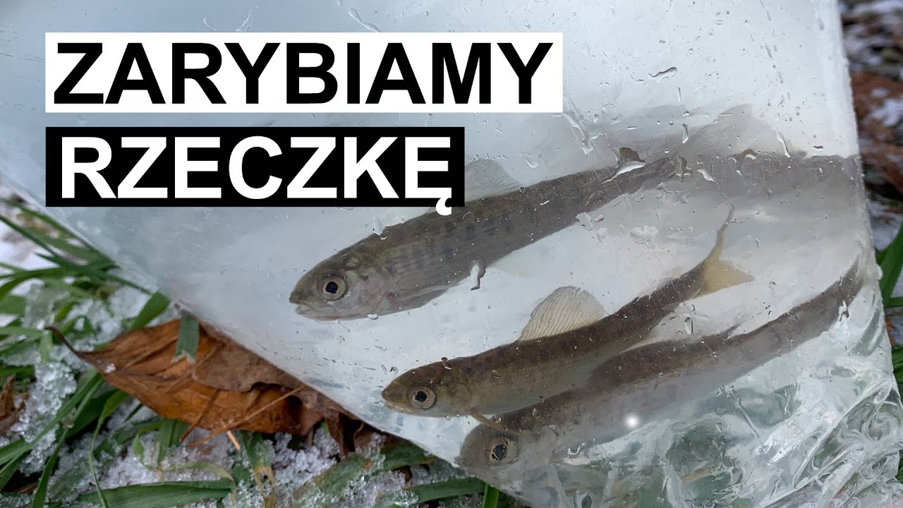 Zarybiamy piękną rzeczkę pstrągiem i lipieniem! Dzikie nielegalne zarybienie szlachetnymi gatunkami