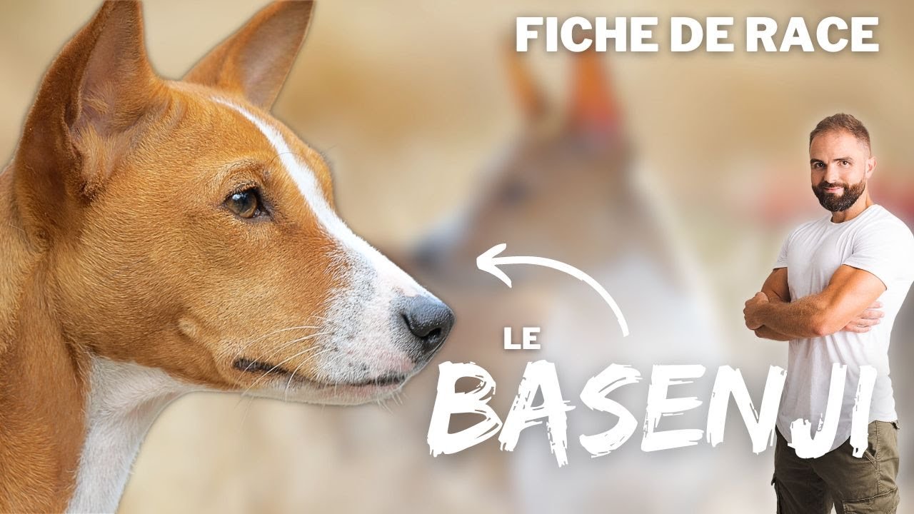 Le BASENJI - RACE DE CHIEN
